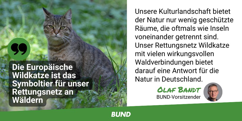 bund_net's tweet photo. Ab Sonntag lassen wir einen neuen #Wildkatzenkorridor in #Sachsen wachsen. Entlang des 720 Meter langen Korridors werden fast 1.300 heimische Bäume und Büsche gepflanzt, die die Wälder östlich von #Leipzig miteinander verbinden werden.

▶️ https://t.co/NKRNGkykwP https://t.co/5CVi4noxVL