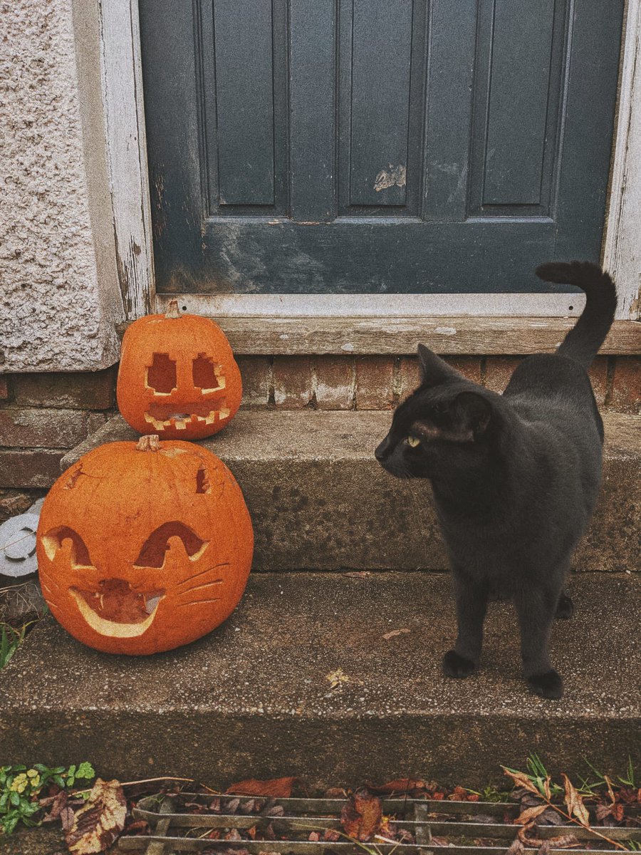 cutemygi's tweet photo. @DontShowYourCat spooky cat https://t.co/QCuDlvCgJ1