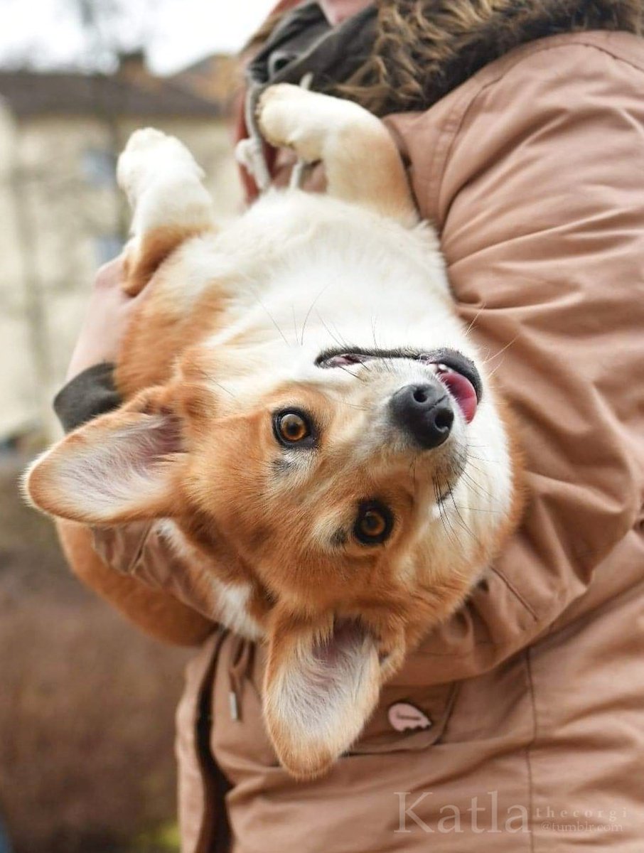 ✨Timeline cleanse✨
Have a cozy day! 🖤 #CorgiCrew