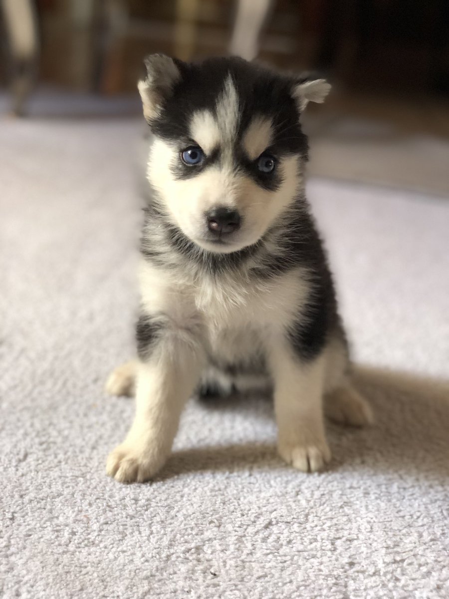 Filhotes de Husky Siberiano, com um mês de vida, e primeira desparasitação feita(  apenas um casal  disponível ) , ao preço de 250.000kz cada. Para mais informações DM.