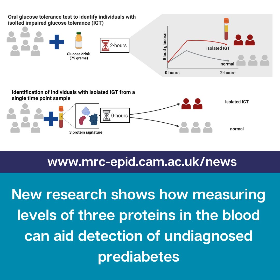 MRC Epidemiology Unit (@mrc_epid) on Twitter photo Scientists <a href="/Cambridge_Uni/">Cambridge University</a> & @berlinnovation used a proteomics approach to identify a three-protein signature in the blood that can improve detection of isolated impaired glucose tolerance, a form of prediabetes.
More at mrc-epid.cam.ac.uk/blog/2022/11/1…
#type2diabetes #diabetes 🧵(1/n) Scientists <a href="/Cambridge_Uni/">Cambridge University</a> & @berlinnovation used a proteomics approach to identify a three-protein signature in the blood that can improve detection of isolated impaired glucose tolerance, a form of prediabetes.
More at mrc-epid.cam.ac.uk/blog/2022/11/1…
#type2diabetes #diabetes 🧵(1/n)