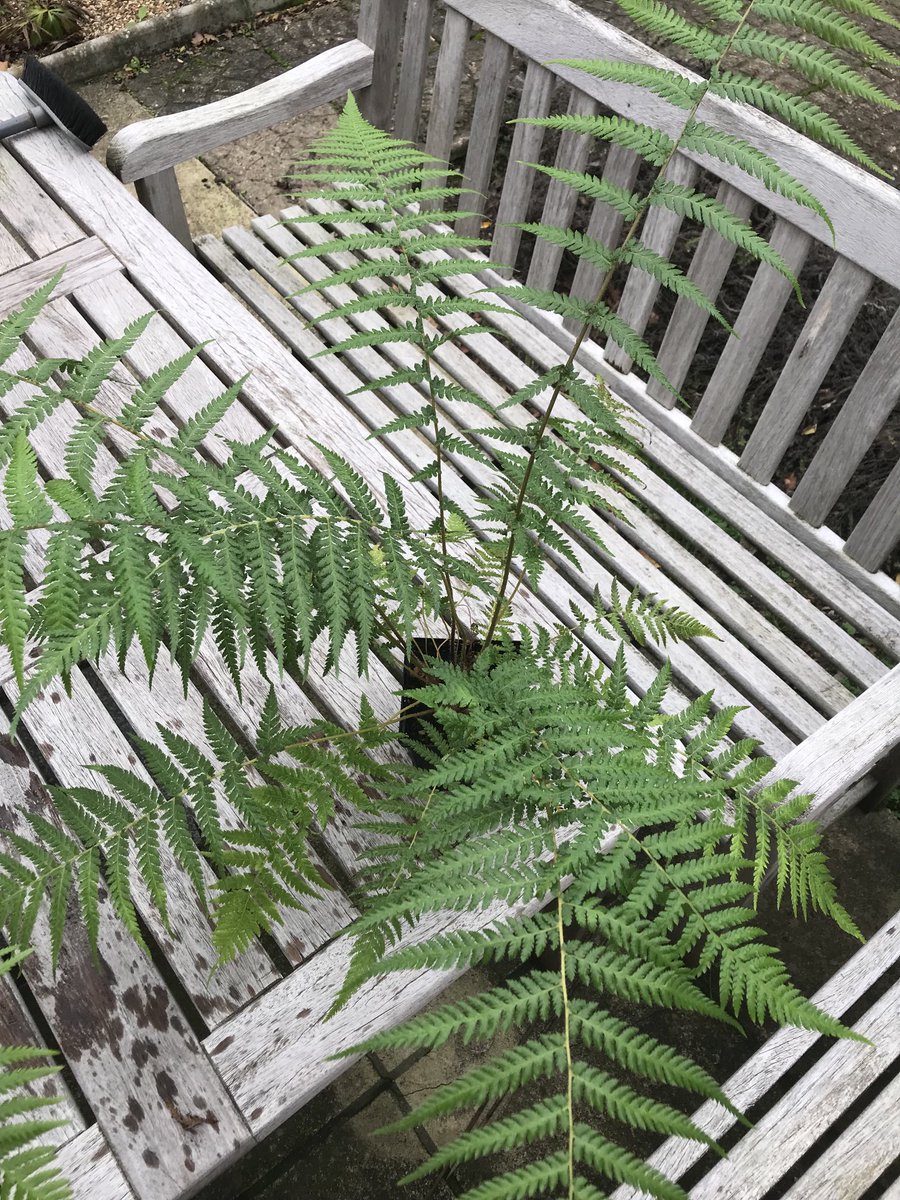 Young Dicksonia Antarcticas …… really good plants on our website now…..