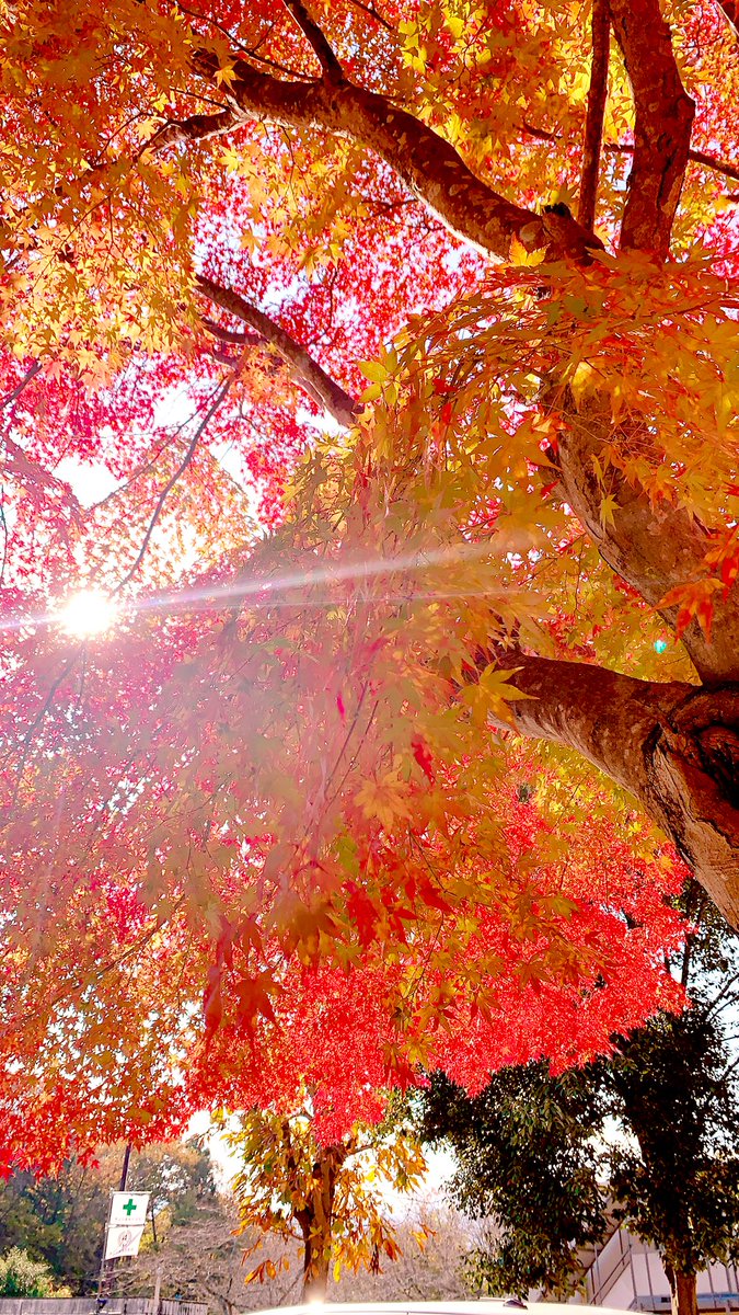 re_Joy_re's tweet photo. 今日は紅葉を愛でに🍁
#秩父 #紅葉狩り
#MAPLE_BASE https://t.co/IiybShBzD1