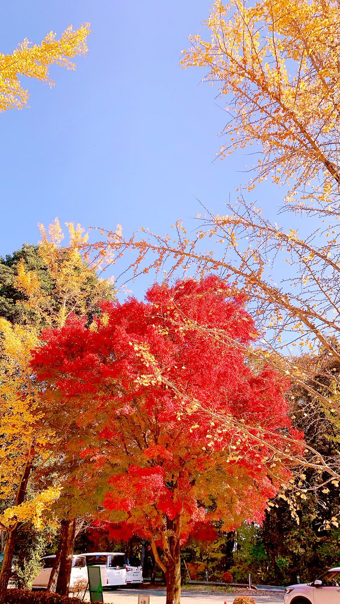 re_Joy_re's tweet photo. 今日は紅葉を愛でに🍁
#秩父 #紅葉狩り
#MAPLE_BASE https://t.co/IiybShBzD1