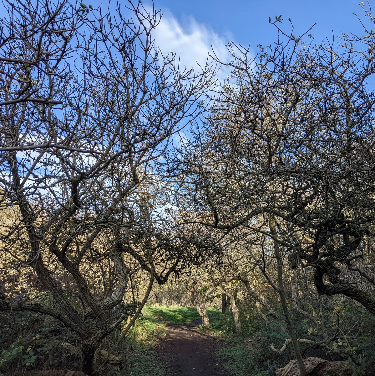 MardenNature's tweet photo. A couple of windy days and, just like that, the trees at #mardenquarry are bare! 🍂🍃💨 #WinterIsComing #whitleybay #cullercoats https://t.co/0Y3N4NrGDM