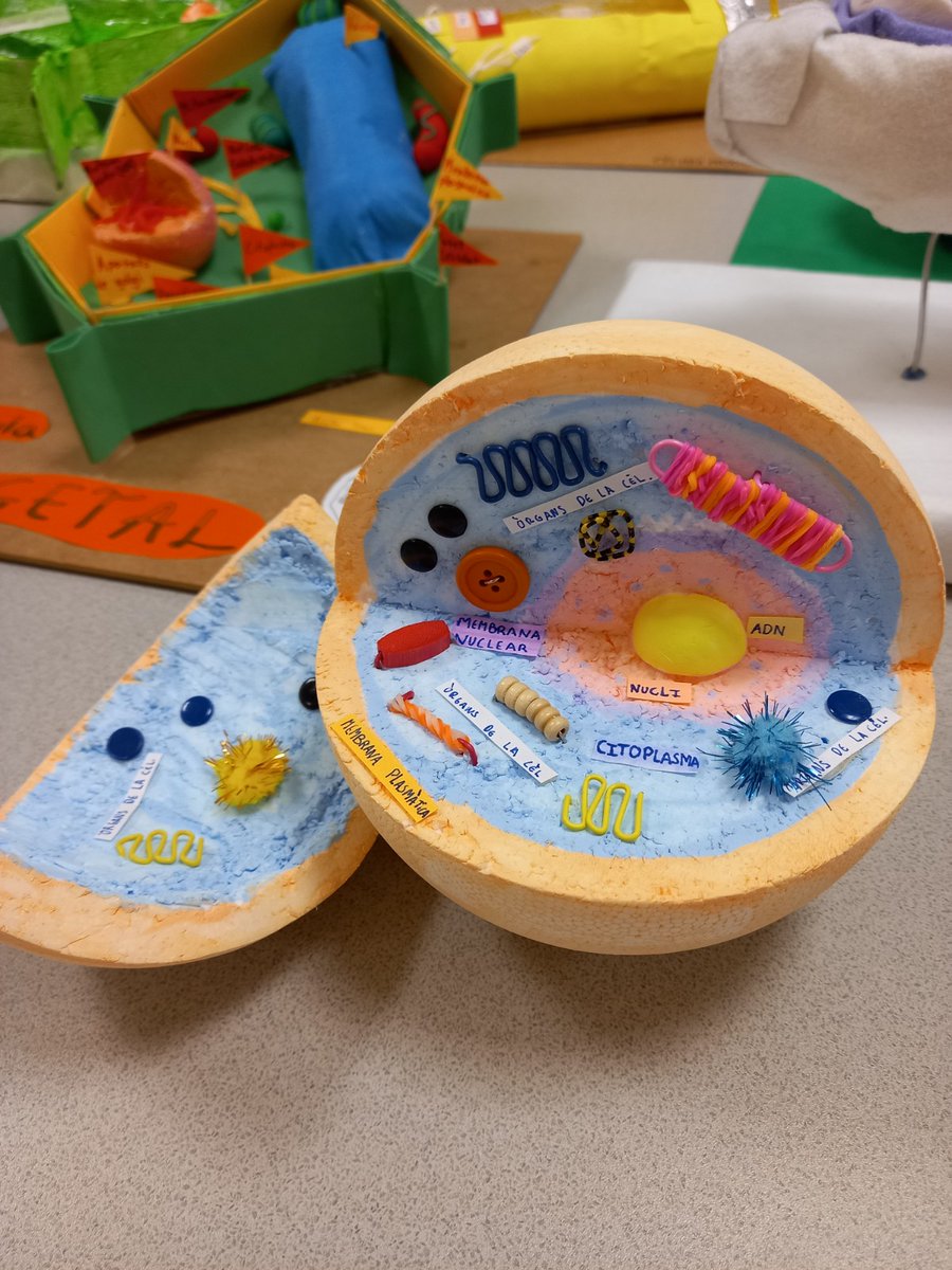 L'alumnat de 1r d'ESO ha fet models 3D de cèl·lules procariotes, animals i vegetals i, com cada any, ens sorprèn amb la seva creativitat a l'hora de dissenyar i construïr els seus projectes. #insjoaquimrubioiors #ciènciesnaturals #biologia #ESO <a href="/AjSantBoi/">Ajuntament Sant Boi</a>  <a href="/SBEducadora/">SB Ciutat Educadora</a>