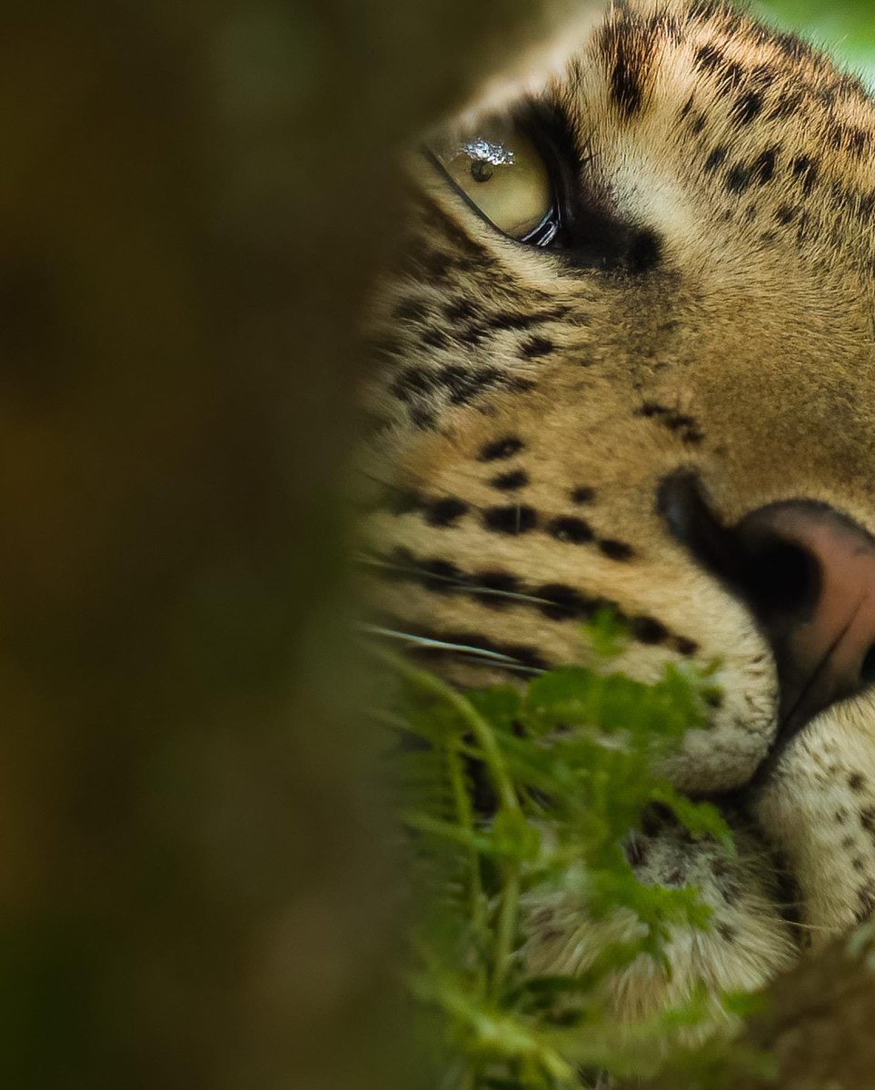 What do you think of the new #Sony7r5? Used it to capture this beauty a few weeks ago! #sonyalpha #sonya7r5 #marlondutoit