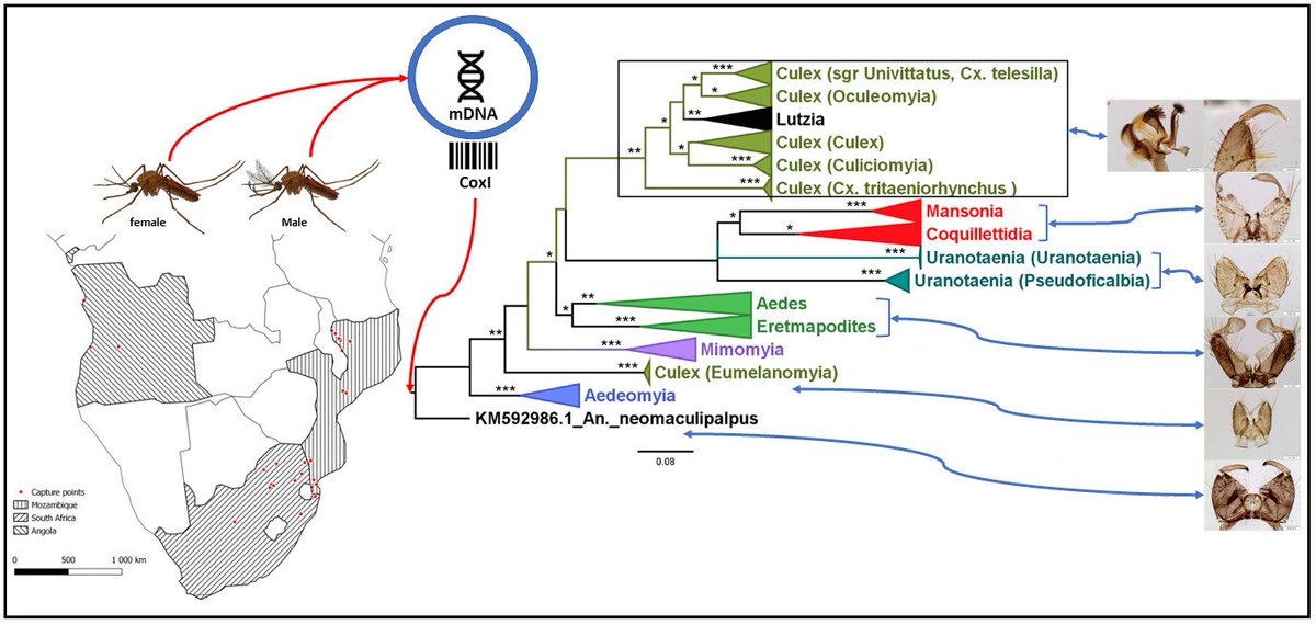 DiversityMDPI's tweet photo. #DiversityMDPI, New publication "#Morphological and #Molecular Characterization Using Genitalia and CoxI Barcode Sequence Analysis of Afrotropical Mosquitoes with Arbovirus Vector Potential" at the link: https://t.co/B7c5LbBqry https://t.co/hHgbbSFb0Q