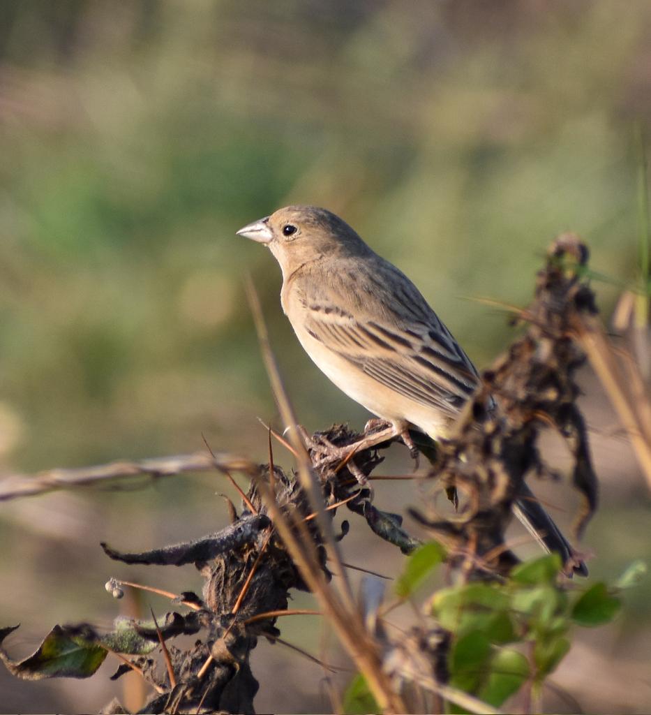 𝓡𝓮𝓭-𝓱𝓮𝓪𝓭𝓮𝓭 𝓑𝓾𝓷𝓽𝓲𝓷𝓰, 𝓖𝓸𝓪

#IndiAves #BirdTwitter #ThePhotoHour #birdphotography 
#BirdsofGoa
