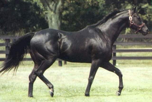 HORSERACING1002's tweet photo. WHAT LUCK (USA) 1967
(BOLD RULER - IRISH JAY BY DOUBLE JAY)#WhatLuck
B Phipps and Wheatley stable (Ky) Apr 24, 1967
6-2-1-0 with 12,375 dls
Sire What a Luck Girl. What a Spell, What a Romeo, What a Michael, What a Gent, Matching, Ambassador of Luck, Lucky Son https://t.co/FAPNEUQ2Zi