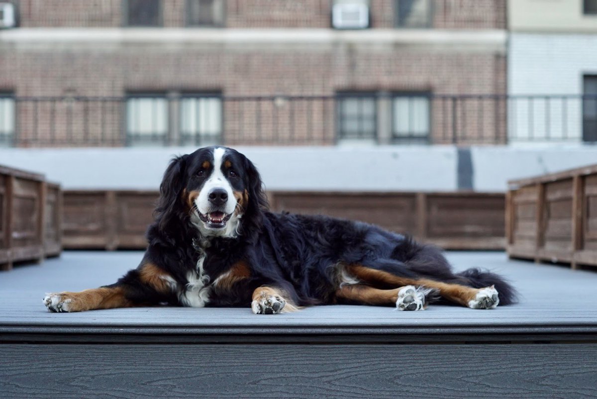 Michael Lazerow tweet media