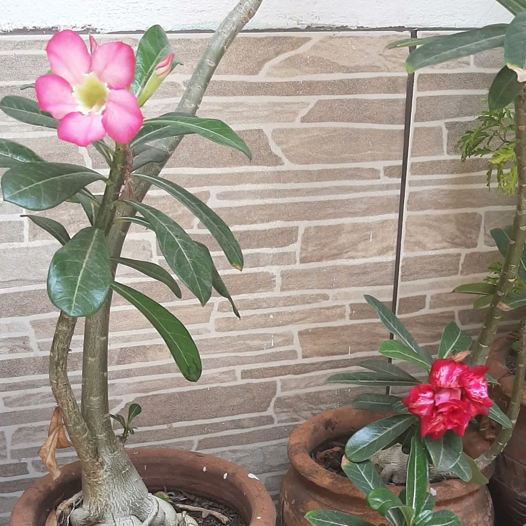 AmorimEllis's tweet photo. Uma pausa para respirar e apreciar minhas princesinhas 💐❤ https://t.co/ncXZID1paC