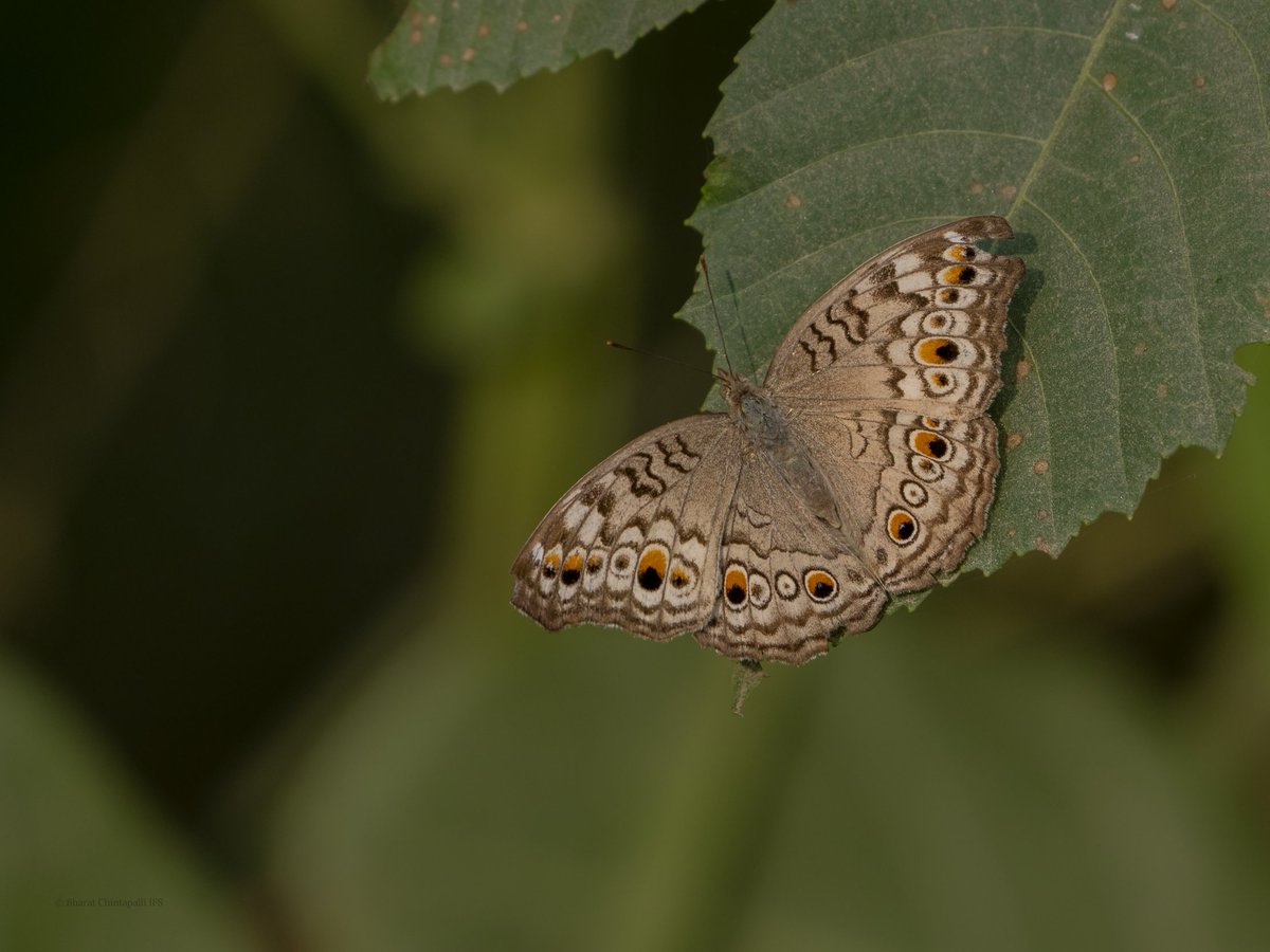 vgds_dolphin's tweet photo. Joint efforts were initiated by forest department staf, Eco-Development Committee (EDC) members and Mr. Arvind Mishra to calculate the biodiversity index of Jagatpur Lake.
#wild #wildlifephotography @DEFCCOfficial #biodiversity #nature #wildlife @moefcc @ButterflyNetInc @NatGeo https://t.co/NhHqLMZbaj