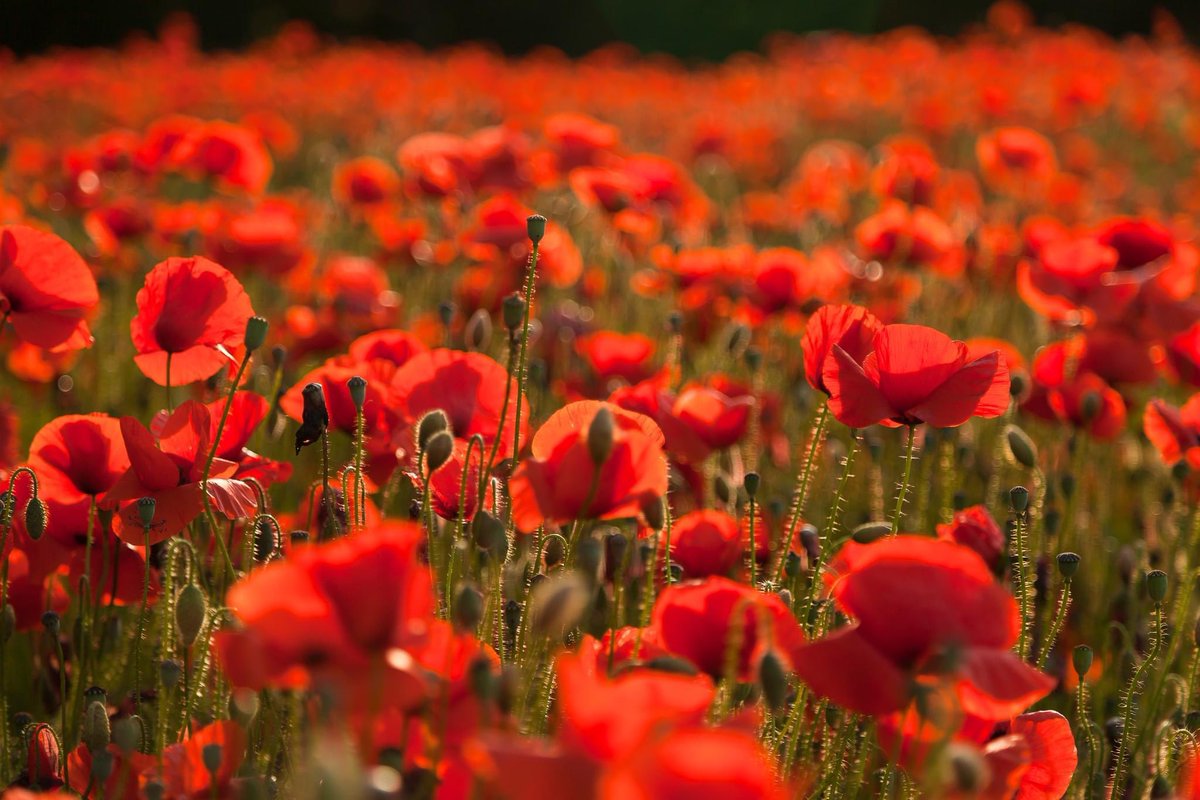 Lest we forget. 

#RemembranceDay  #honourthefallen #Weshallremember