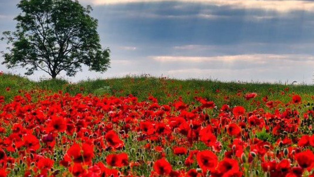 At this time of year I pause to reflect, as we grieve the loss of many that gave all for our today. Gone, but most definitely not forgotten. RIP Warriors, Brothers and Sisters.