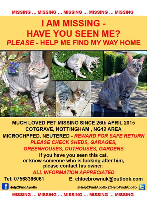 minpin78's tweet photo. This handsome dude is living it up somewhere in the Country, or even closer to home, where someone may have adopted him, thinking him a stray. Please stay vigilant for this beautiful #LightColoured #SilverGrey #Tabby and @HelpFindApollo https://t.co/oCt0v4cMWj