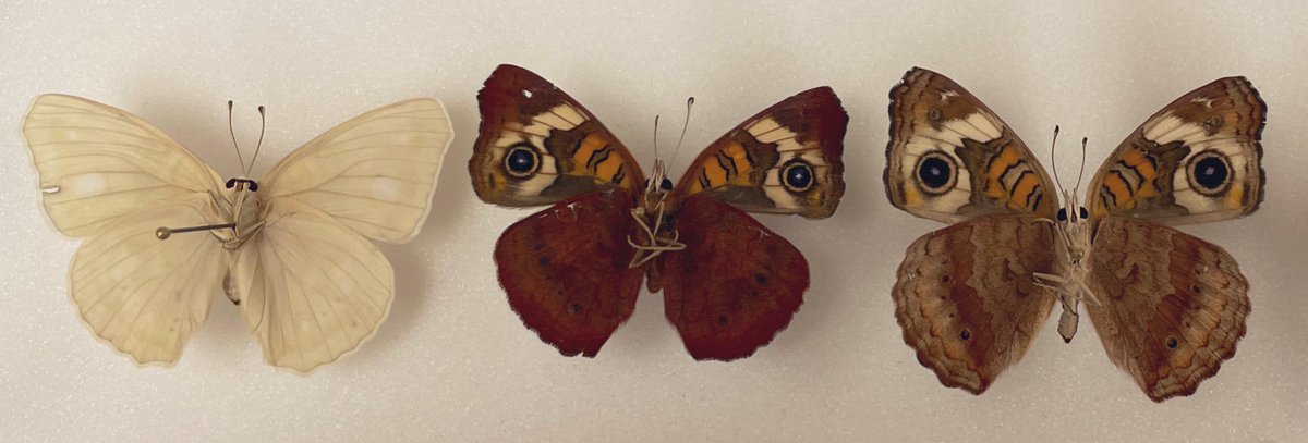 Rick Fandino PhD (@hawkmothcrispr) on Twitter photo Heading to Vancouver tomorrow #EntSoc22 to show off my work (manuscript in prep!) on how butterflies and Leps in general manage such stunning shifts in phenotypes that often have adaptive consequences. Looking forward to seeing some new and familiar faces! Heading to Vancouver tomorrow #EntSoc22 to show off my work (manuscript in prep!) on how butterflies and Leps in general manage such stunning shifts in phenotypes that often have adaptive consequences. Looking forward to seeing some new and familiar faces!