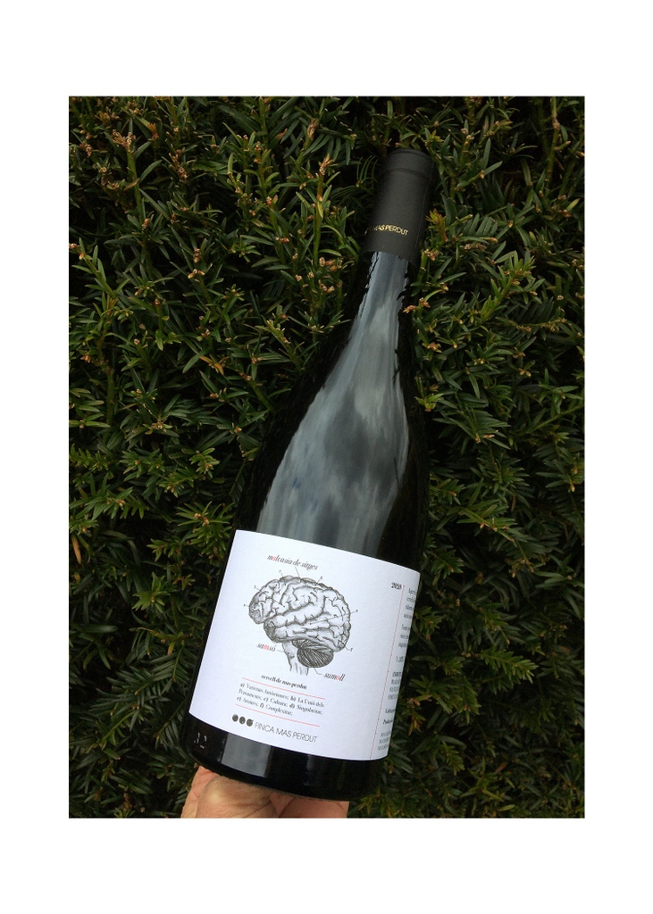The Brain of Mas Perdut 2021

Minimal intervention? Oh yes! A #naturalwine explosion of cherry and strawberry notes

#Laltrevi #catalanwine #catalonia #wine #wineimporter #drinkmorecatalanwine #natural #organic #biodynamic #lowintervention #wildwine #yes #wineforall #veganwine