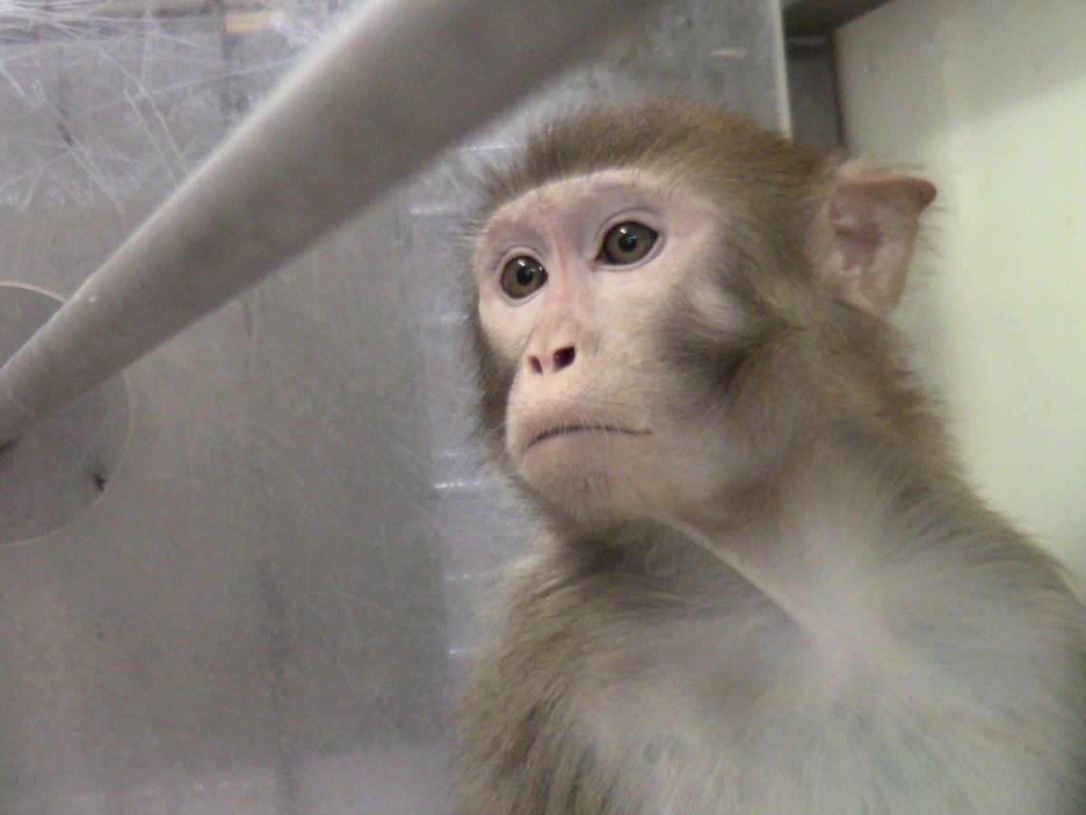Action4Primates's tweet photo. After #US researchers demonstrate self-awareness in #rhesusmacaques, rather than instilling empathy for #monkeys or questioning their use, the researchers want to use them as "models" of psychiatric conditions in people: https://t.co/bK5nIKBpJa
#StopPrimateTests #NotOursToUse https://t.co/NA1jZlSmIw