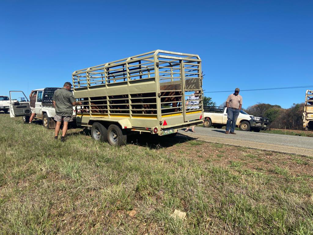 7 PEOPLE ARRESTED FOR STOCK THEFT NEAR MAHIKENG.

Four white men, a white woman and two black men were arrested for allegedly stealing cattle from a black farmer in Ottoshoop near Mahikeng last week.

They were found with 27 cattle loaded on to a truck and a trailer. Some 18