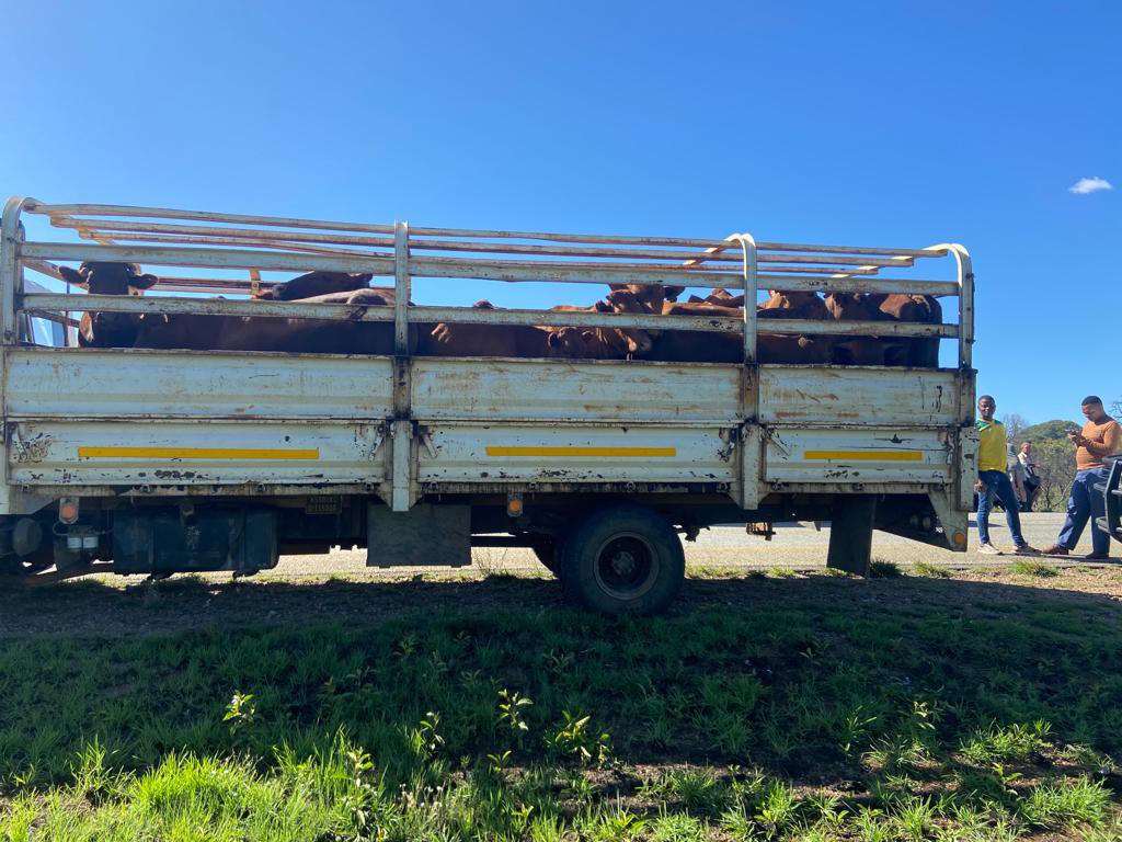 NorthWesTimes's tweet photo. 7 PEOPLE ARRESTED FOR STOCK THEFT NEAR MAHIKENG.

Four white men, a white woman and two black men were arrested for allegedly stealing cattle from a black farmer in Ottoshoop near Mahikeng last week.

They were found with 27 cattle loaded on to a truck and a trailer. Some 18 https://t.co/uuOgN10yDT