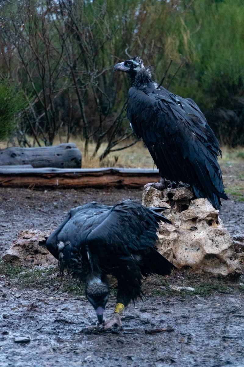 ➡️EFEverde se ha desplazado hasta Huerta de Arriba (Burgos) para conocer de primera mano la labor de <a href="/GREFA_Fauna/">GREFA</a> en la recuperación de poblaciones de buitre negro en la Sierra de la Demanda

🗓️El próximo lunes en nuestra web efeverde.com