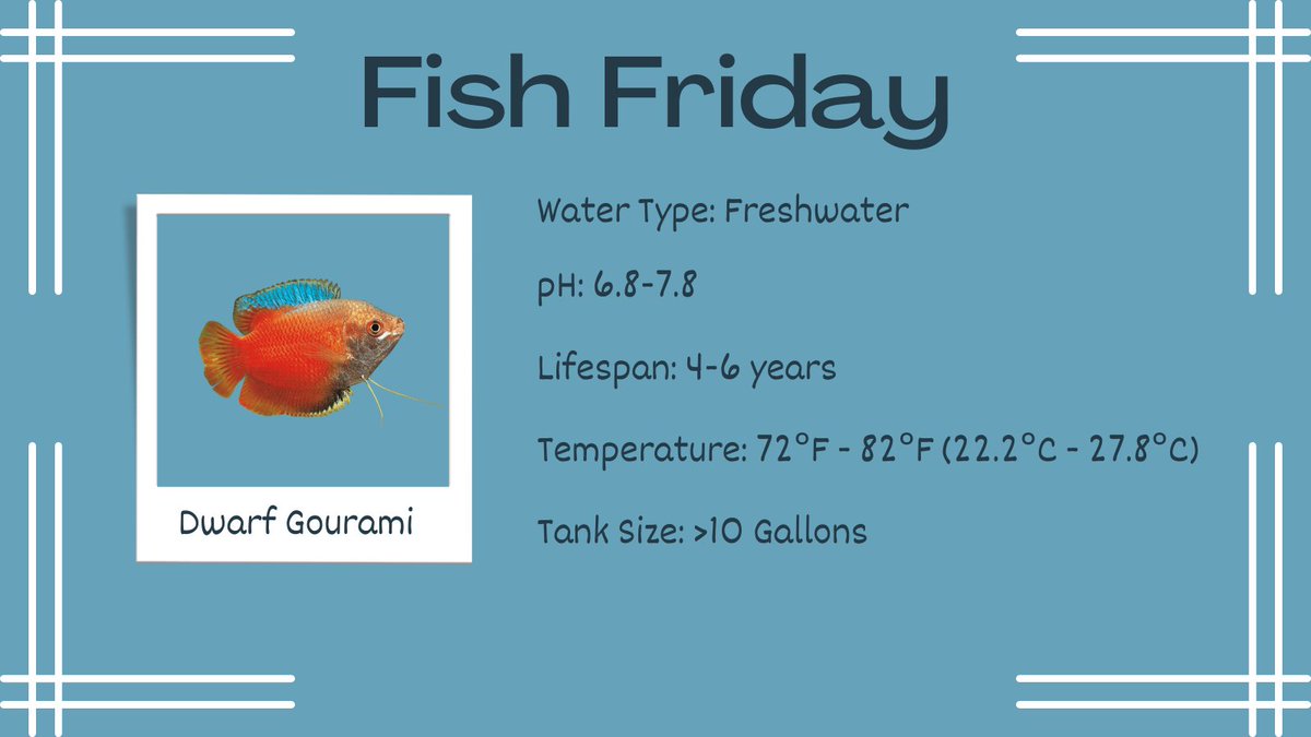 _Go_Fish_ tweet picture