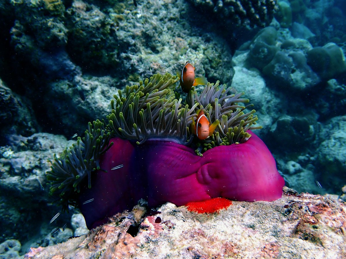 Niva_Kuramathi's tweet photo. When snorkelling or diving here in the Maldives it is very common to spot some clownfish in their anemone. Did you know that all clownfish are born male?
#Kuramathi #Maldives #marinelife #ecocentre #marinebiology #indianocean https://t.co/eszfWdoEVc