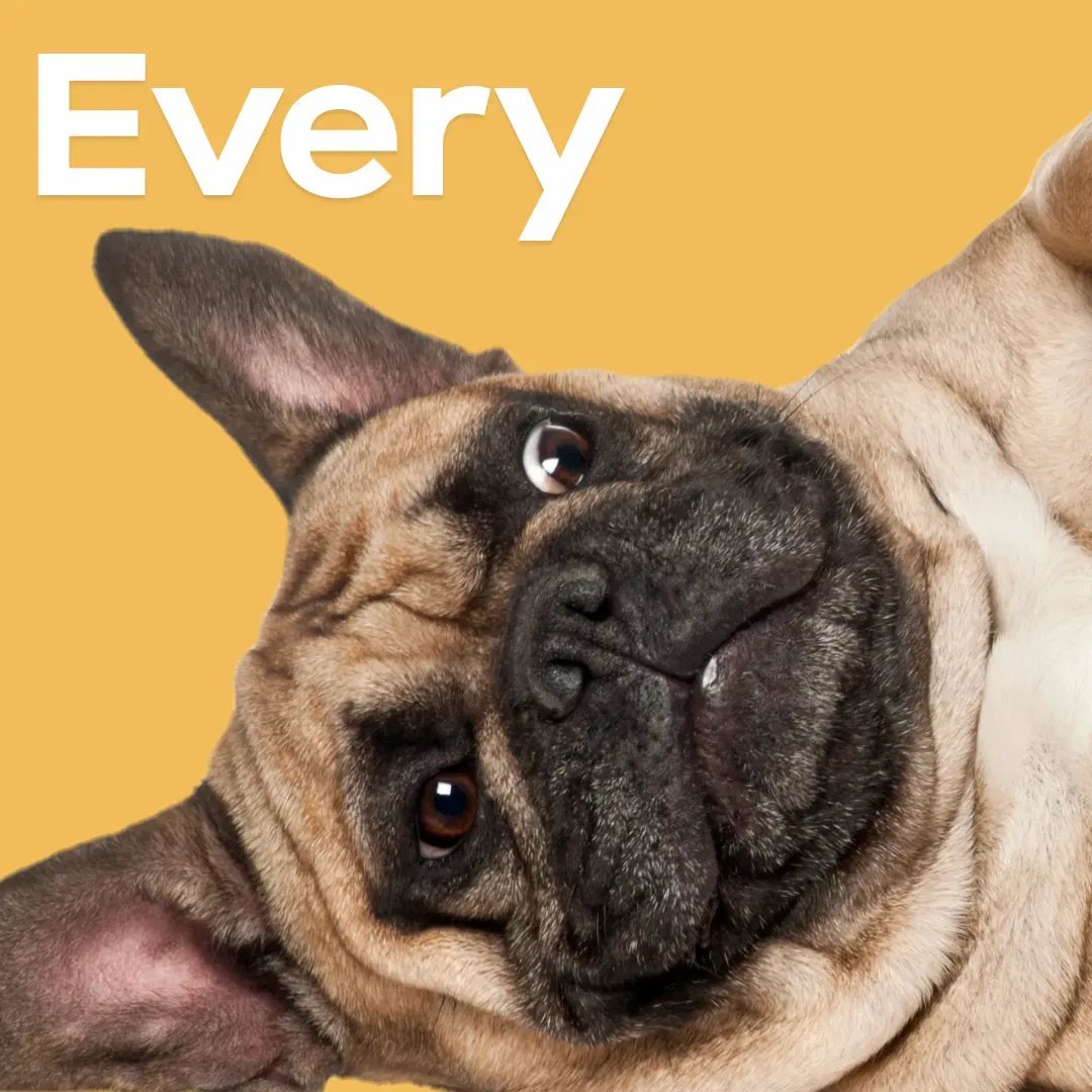 StayLabs's tweet photo. Your dog is always super cute, but overweight dogs have a higher risk of heart disease, joint problems, and a lot more. 🐶
 
Our expert nutritionists and vets will create a personalized meal plan for your pup to reach their healthy weight. Learn more: https://t.co/6mFLhoBGN0 https://t.co/XtBOW0A8yO
