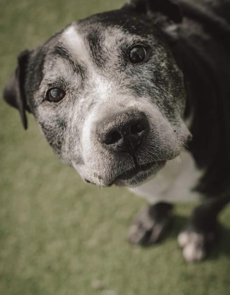 URGENT, please retweet to help Ernie find a home #YORKSHIRE #UK 

AGED 13!! Ernie has been abandoned. He may be able to live with a female dog. He is housetrained and good on the lead 🐶

Please share, let's get him out of the shelter 🙏

DETAILS or APPLY
helpingyorkshirepoundies.co.uk/male/ernie-2/