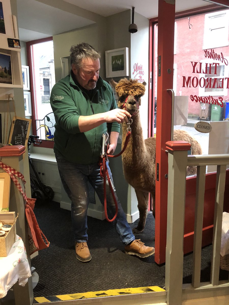 It’s official well behaved dogs and now alpacas are welcome#dogs#alpacas#