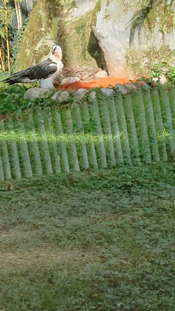 Had to grab some (bad quality, sorry, my phone isn't great) selfies with Julia and Fabian, after hearing so much about them 😁
#BeardedVultures2022 #LoveVultures <a href="/ParcoNaturaViva/">Parco Natura Viva</a>