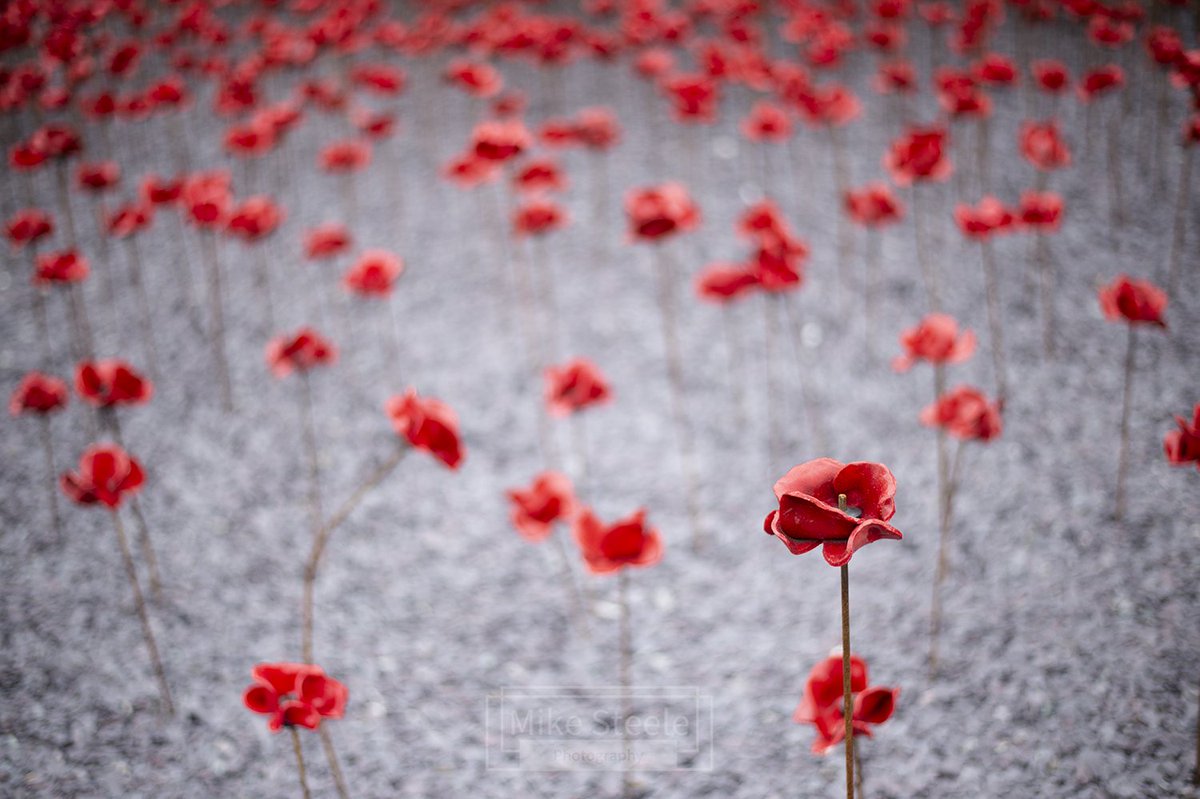 One amongst the many. #RemembranceDay #Remembrance #poppies