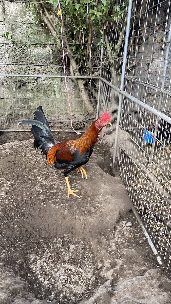 gallosfinosA's tweet photo. 🐓🐓 https://t.co/YOChucQFDP