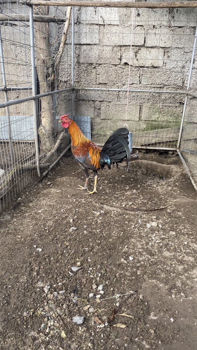 gallosfinosA's tweet photo. 🐓🐓 https://t.co/YOChucQFDP