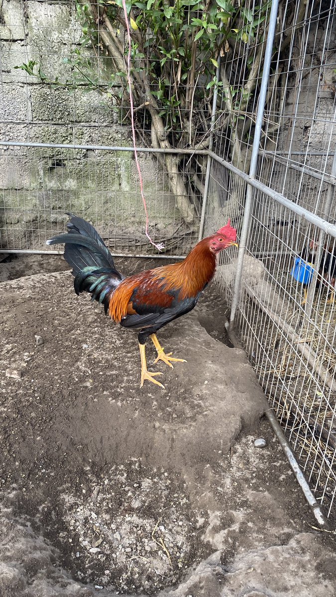 gallosfinosA's tweet photo. 🐓🐓 https://t.co/YOChucQFDP