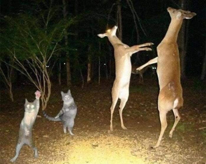 Nuzzo Di Biase tweet media