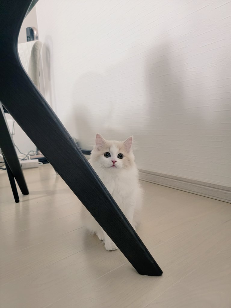 Ken14900316's tweet photo. 我が家の家族になりました‼️😊
#猫
#猫のいる暮らし https://t.co/NEBRiHB7J3
