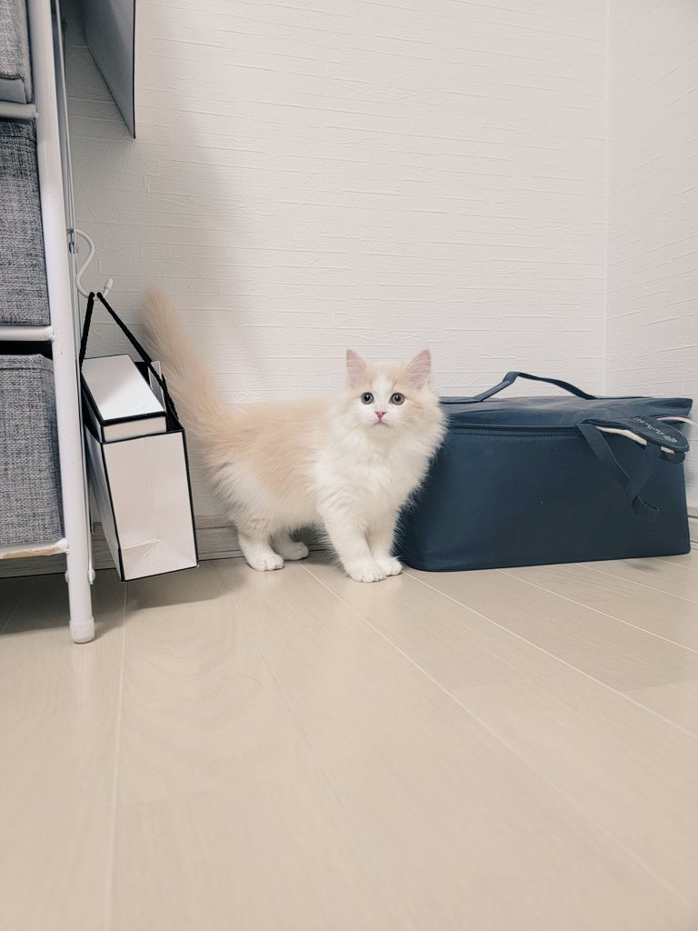 Ken14900316's tweet photo. 我が家の家族になりました‼️😊
#猫
#猫のいる暮らし https://t.co/NEBRiHB7J3