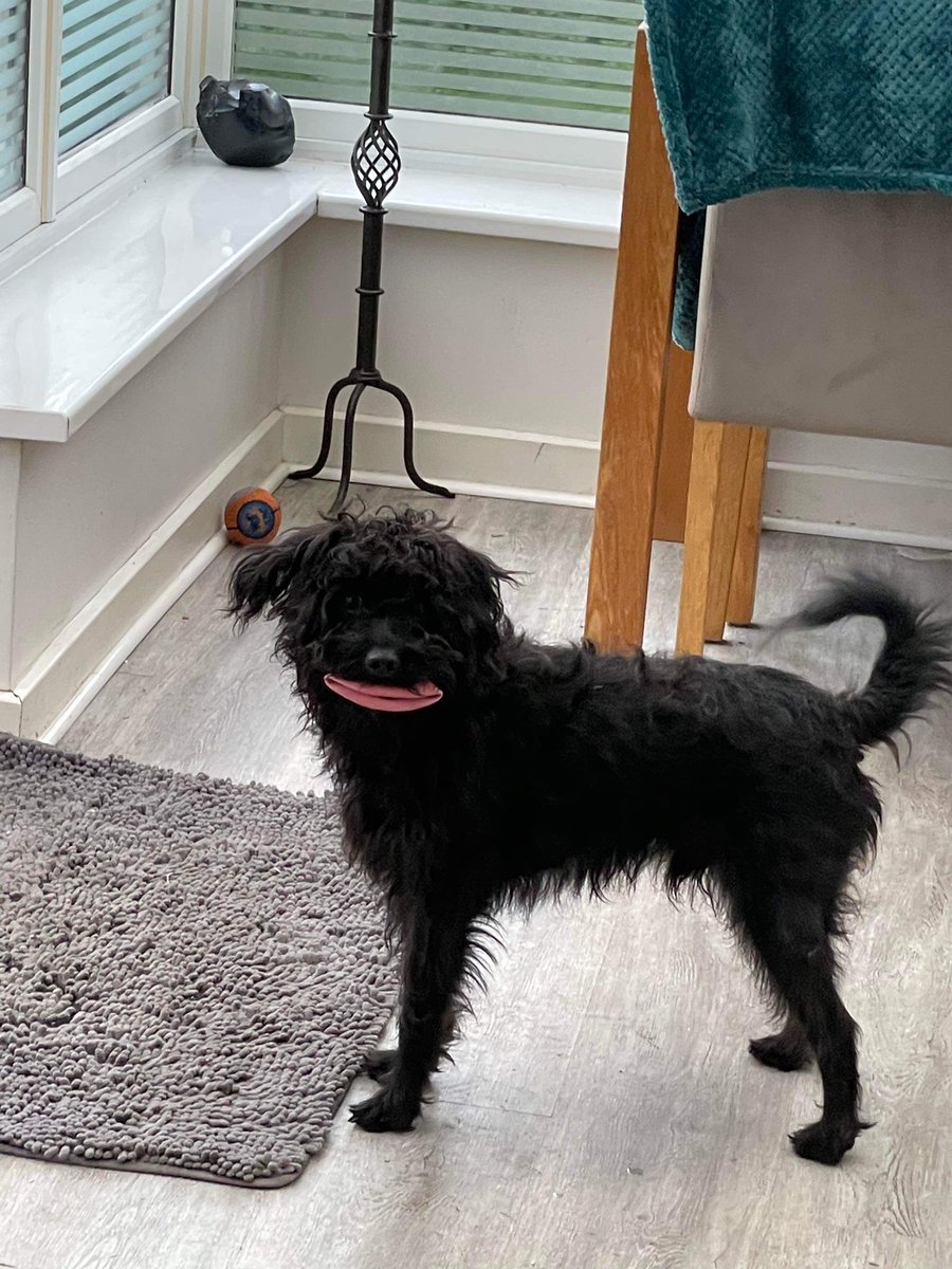 RupertBear_pup's tweet image. Why’s you laffing at me ma #rupertbear #troutpout #dogsoftwitter #lippy