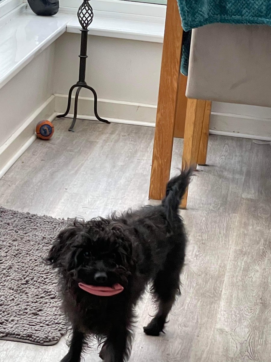 RupertBear_pup's tweet image. Why’s you laffing at me ma #rupertbear #troutpout #dogsoftwitter #lippy