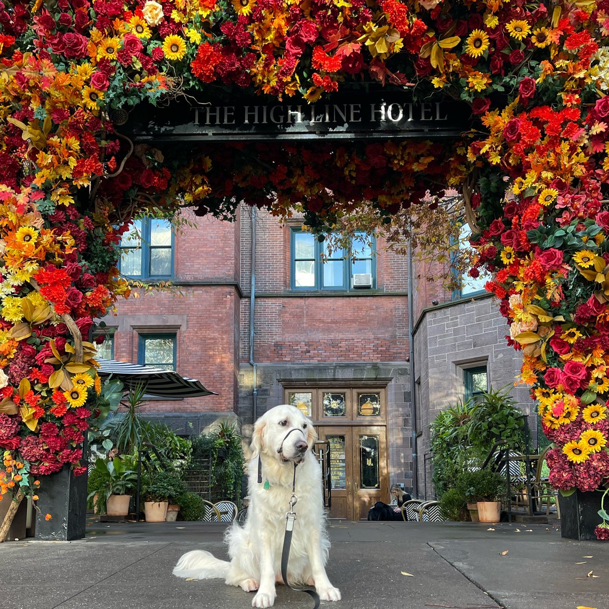 RiverOfNYC's tweet photo. I thought these were pretty flowers. https://t.co/sbutvCViWN