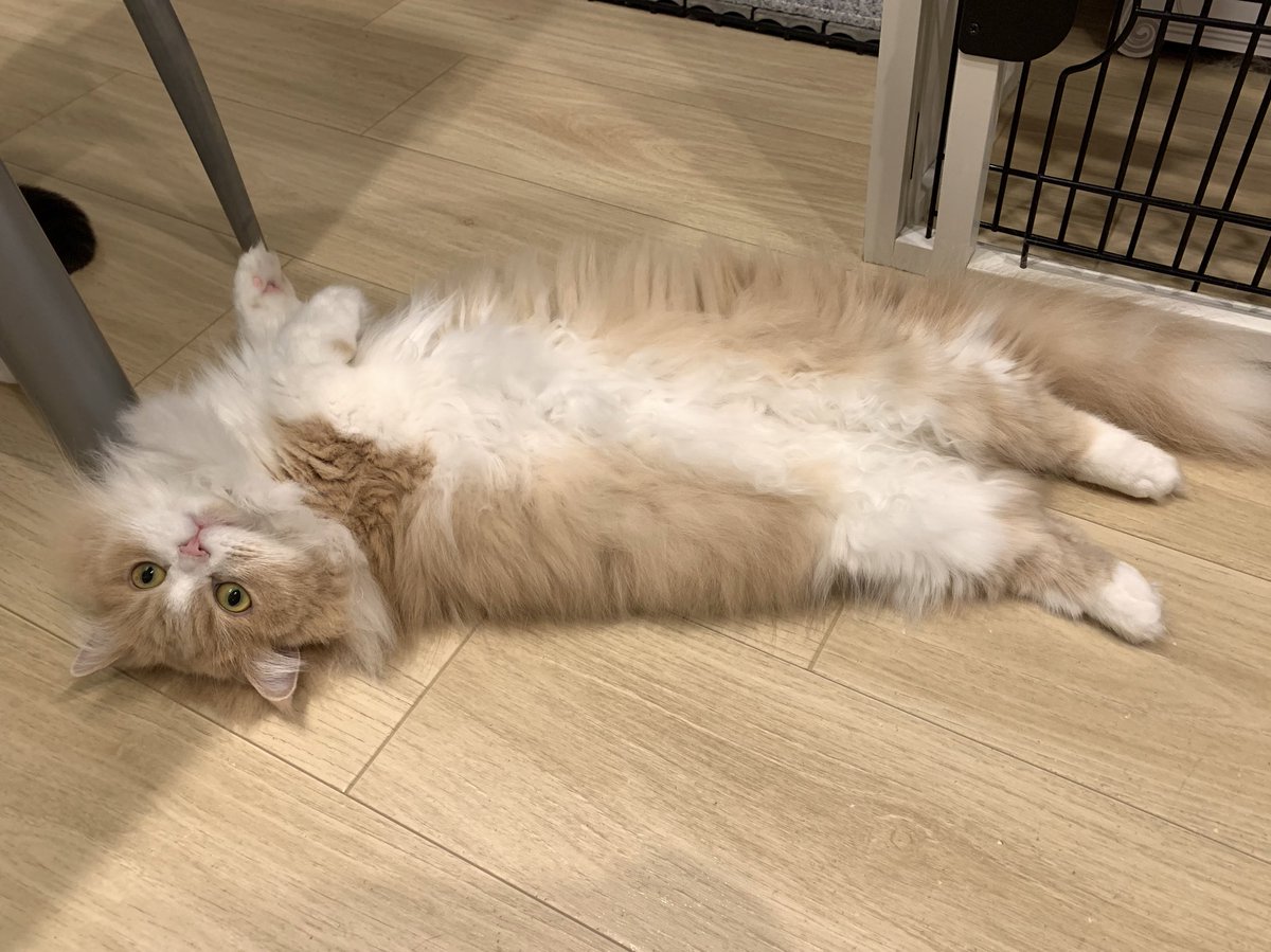 床暖猫