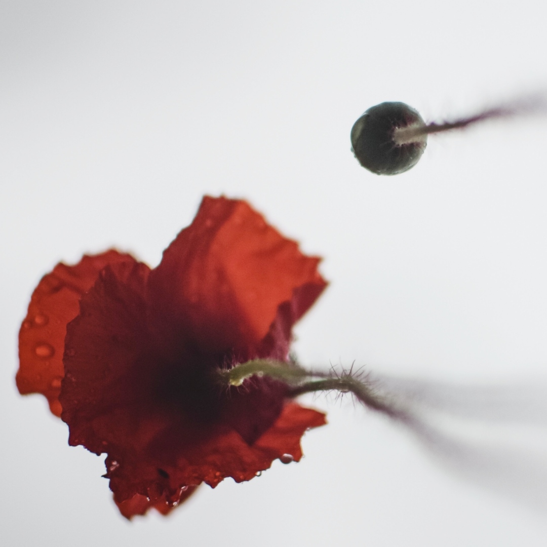 In recognition of Remembrance Day, our stores and offices will remain closed this Nov. 11th. 

Wishing you and your loved ones a calm and reviving long weekend. ❤️