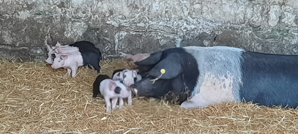 Some more pics of our latest arrivals. All being well cared for by mum and the farm workers @HMPESuttonPark