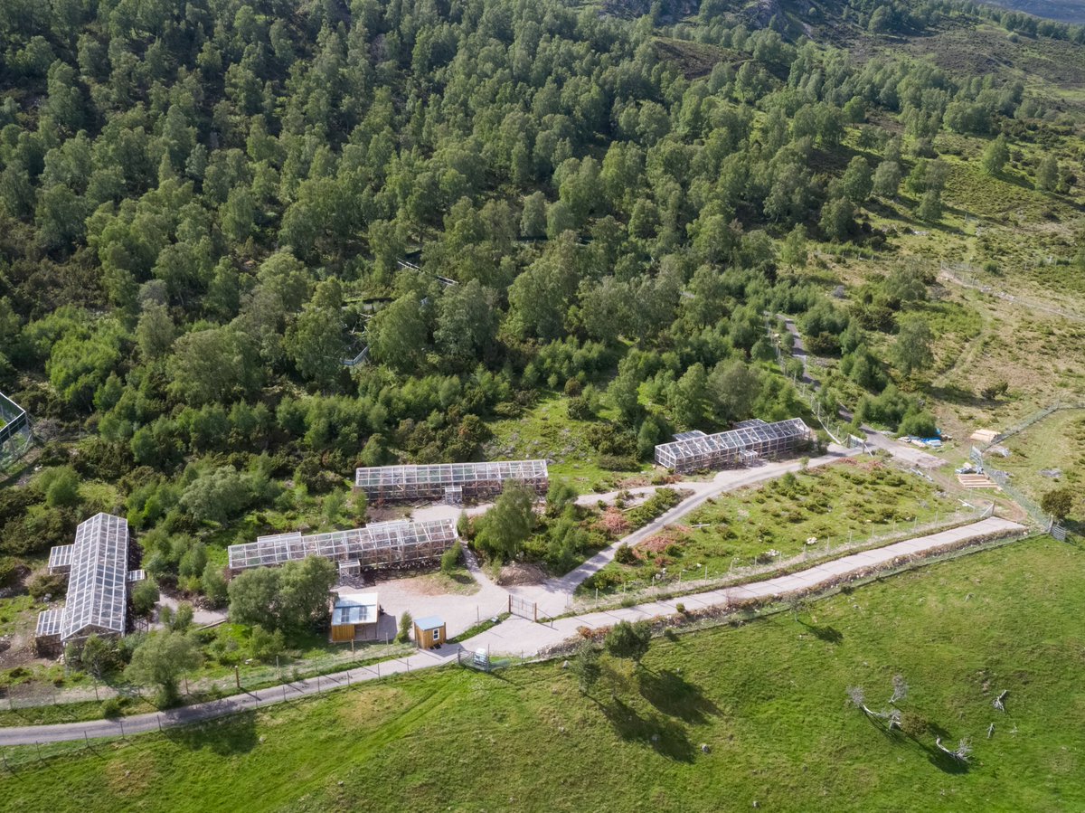 The wildcats in our conservation breeding for release centre are being prepared for the challenges of life in the wild – this is why their enclosures are located in a remote area of <a href="/HighlandWPark/">Highland Wildlife Park</a>, where no park visitors are allowed and human contact is kept to a minimum 🌲