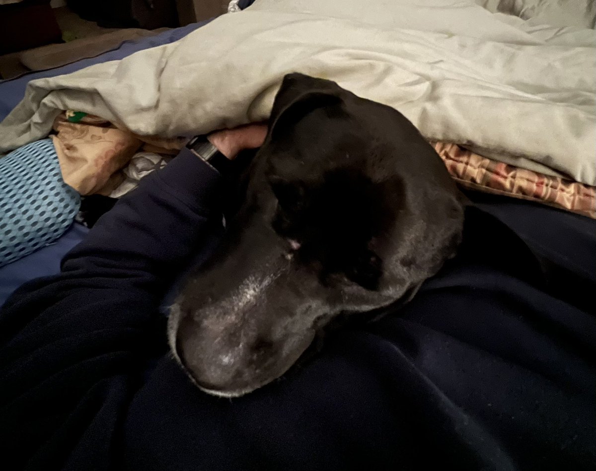 Fall really is here, we’ve hit CDT, Critical Darla Temperature. She WILL sleep in bed, she WILL sleep under the covers, and she WILL sleep pressed right up against you so you can’t move.