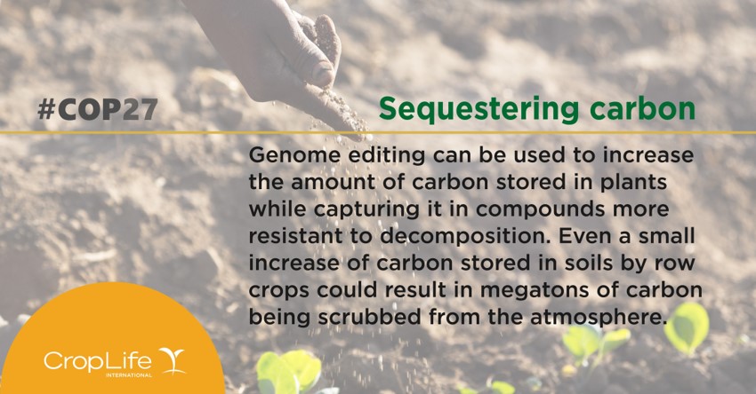 Healthy soil strengthens the nutritional value of our food, stores billions of tons of CO2 equivalent each year, and functions as major carbon reservoirs and water regulators. New #GeneEditing innovations can help promote #soilhealth. #COP27 #savesoil bit.ly/3DCLoRn