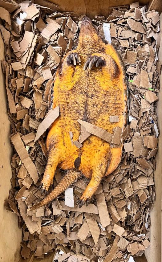 Cincinnati Zoo tweet media