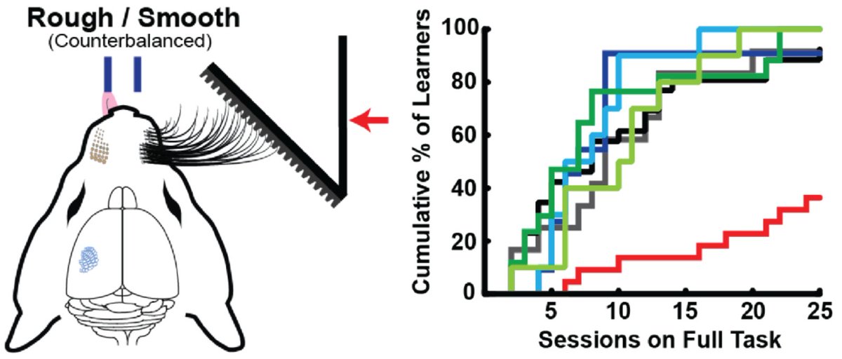 TheBrunoCortex's tweet photo. Come here about learning deficits in (some but not all) transgenic cre lines! #SfN22 Sunday 1-5PM, poster board M2 -- presented by @nina_okinawa and @JNeuroPark https://t.co/iCIJRwWeT9